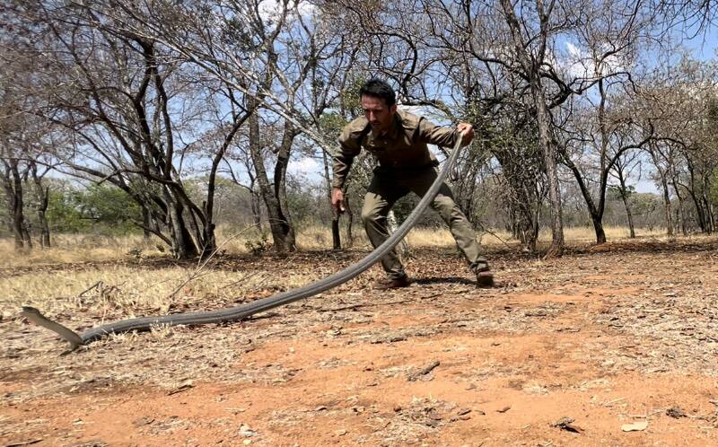 Ucles gets up close and personal with a large Black Mamba during filming for his latest adventure. 