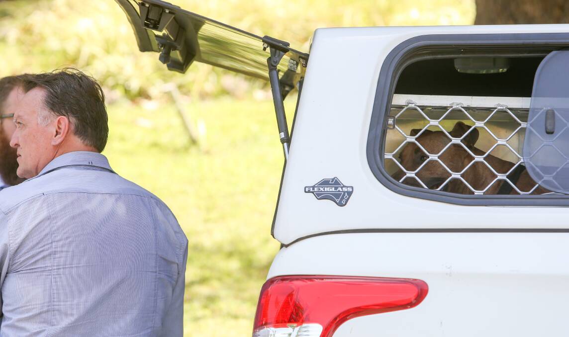 A Bull Mastiff/Great Dane cross taken from the property is held in an animal control vehicle. 