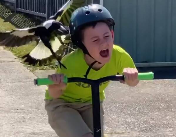 A scene from Wayne Sherwood's now-viral video shows his son being swooped by a magpie. 