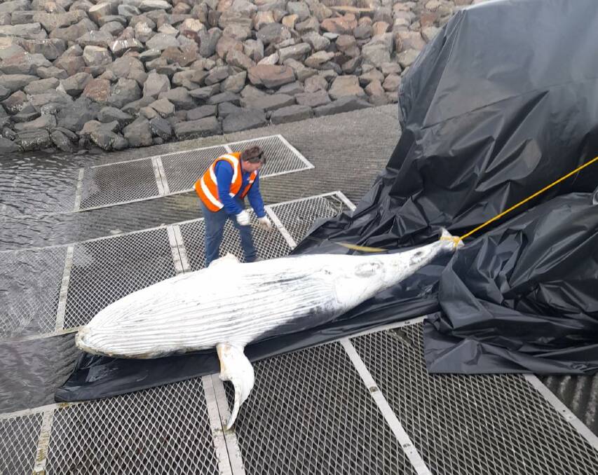 A council worker helps bring a deceased whale calf to shore at Port Kembla boat ramp on Tuesday. Picture: supplied. 