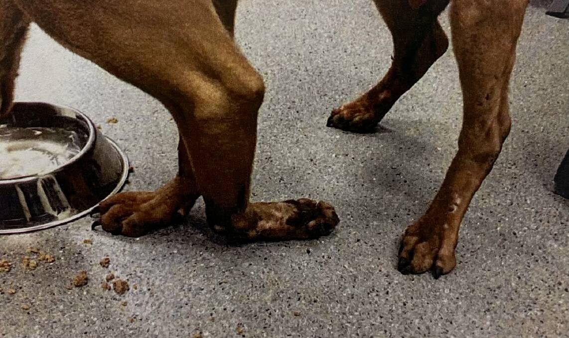 Pictures tendered to the court show the dog was barely able to stand as it received food and water at a vet clinic.