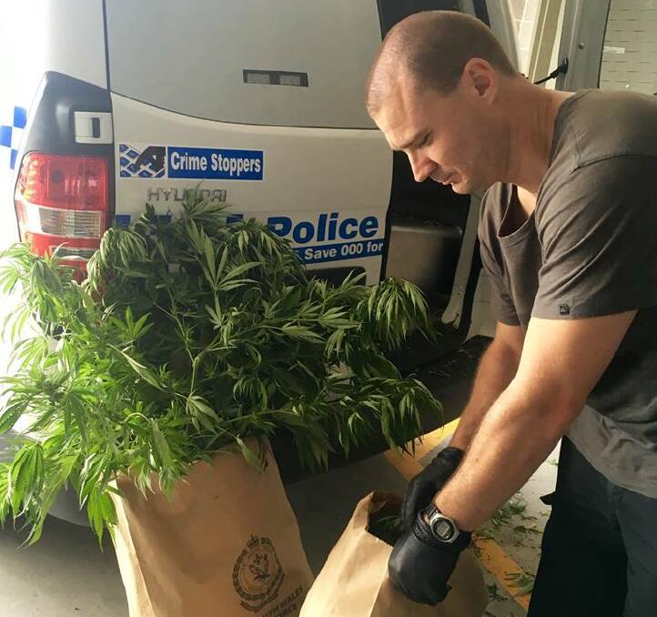 A police officer handles cannabis plants seized from the Cringila property. Picture: supplied