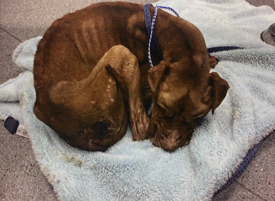 Zeus was severely emaciated by the time he was taken to the vet. Picture: supplied