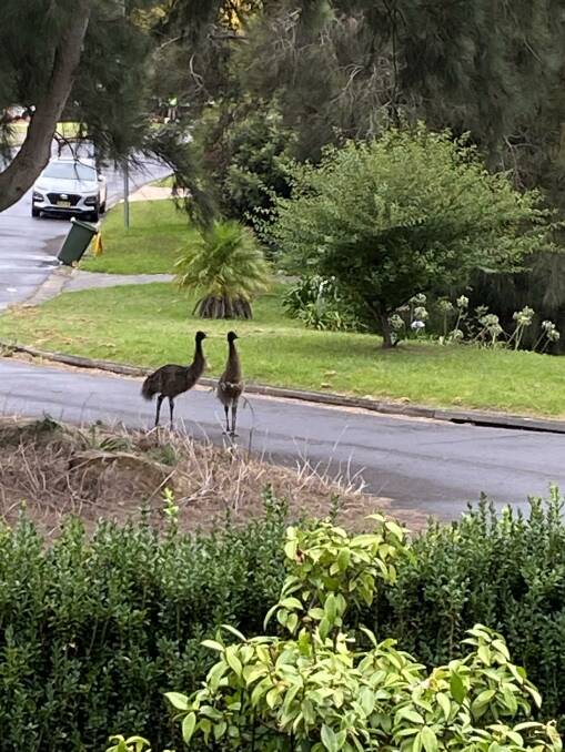 A sad end for plucky runaway emus of Farmborough Heights