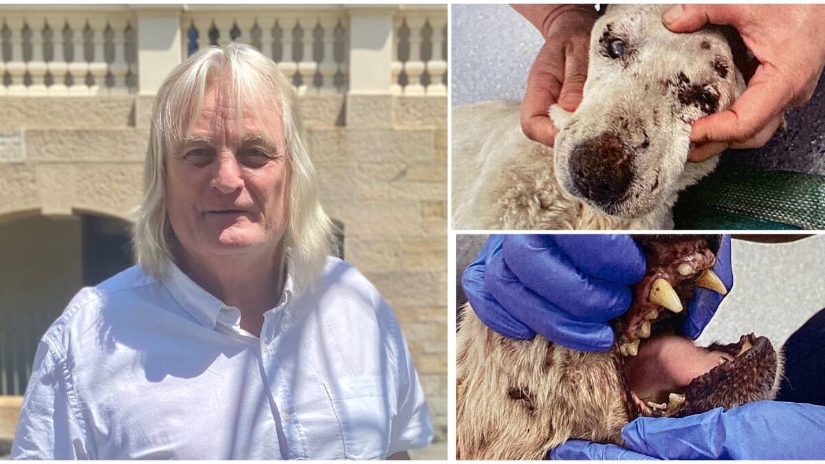 Robin Charles Harvey has pleaded guilty to four charges relating to the neglect of dogs Scruffy (top) and Wobbles, who suffered missing teeth and severe periodontal disease. 