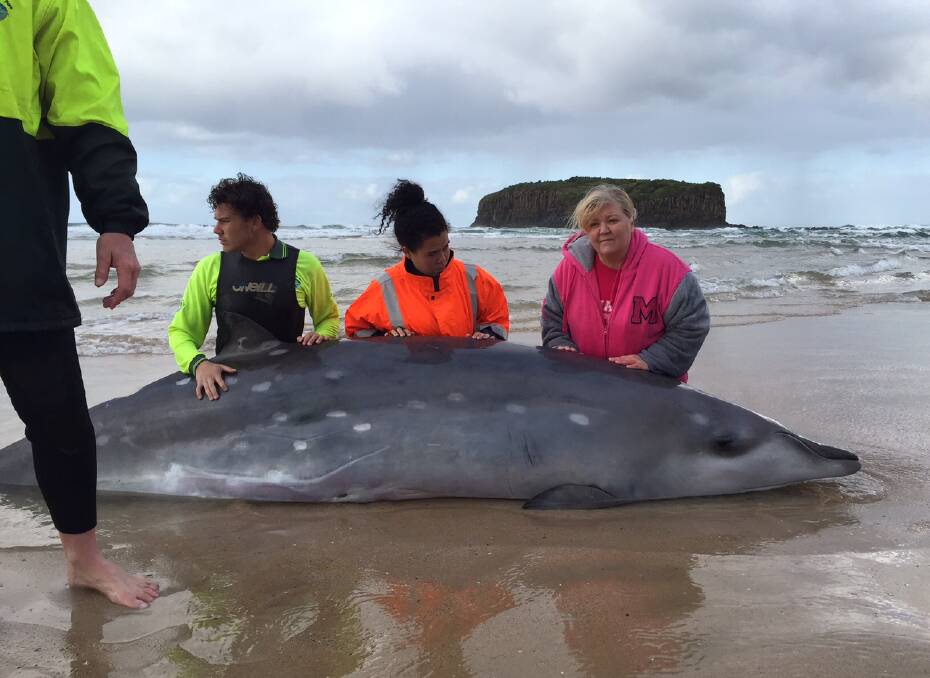 Whale rescue operation underway
