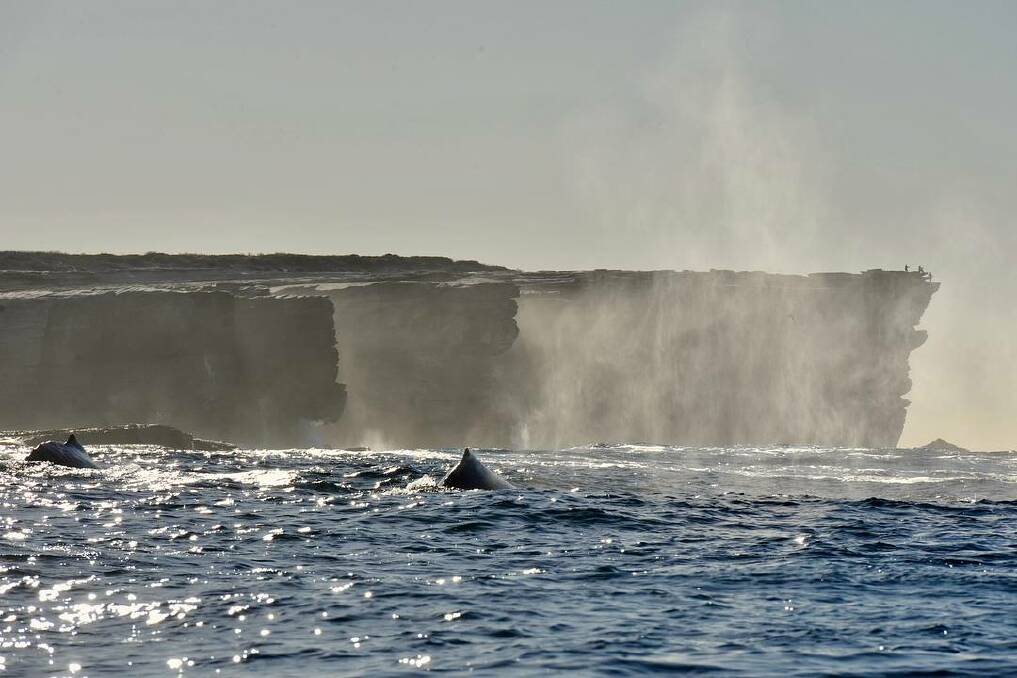 Picture: Cronulla-National Surfing Reserve/Facebook