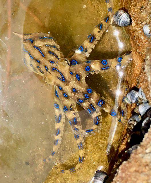 A young girl had a close encounter with this blue-ringed octopus, found at Cronulla on Wednesday. Picture: Julie Tattam