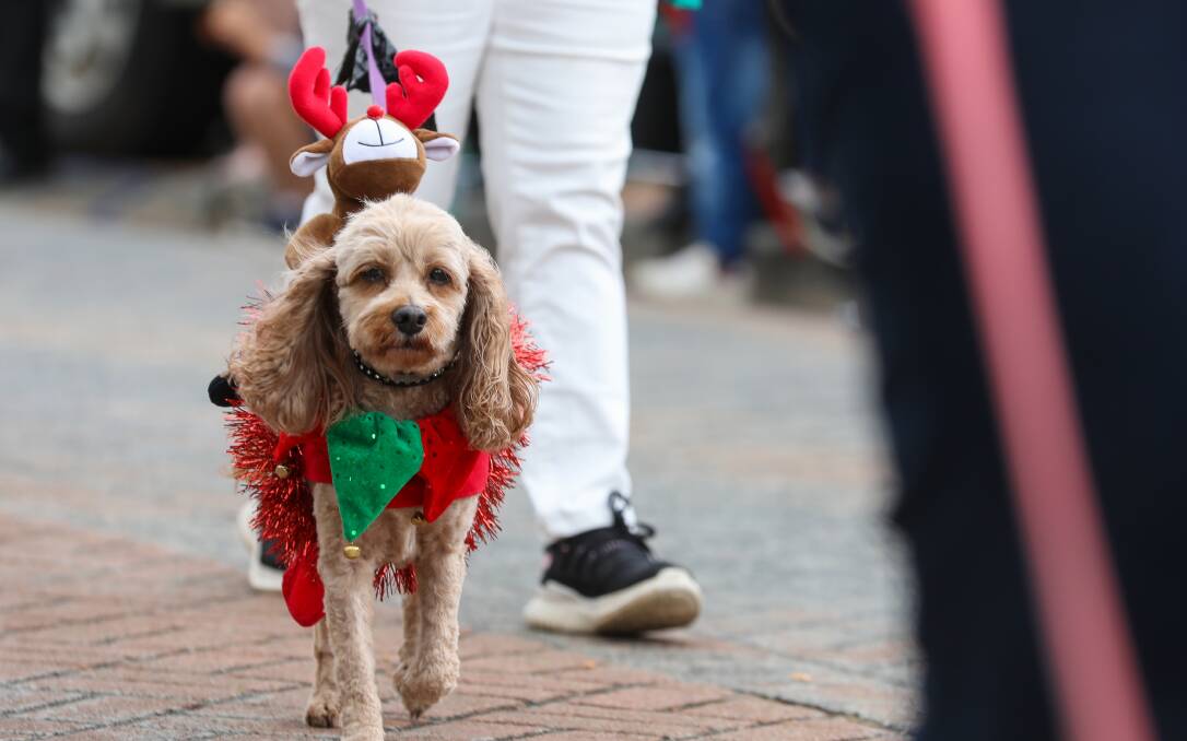 A dog gets into the festive spirit. Picture by Adam McLean