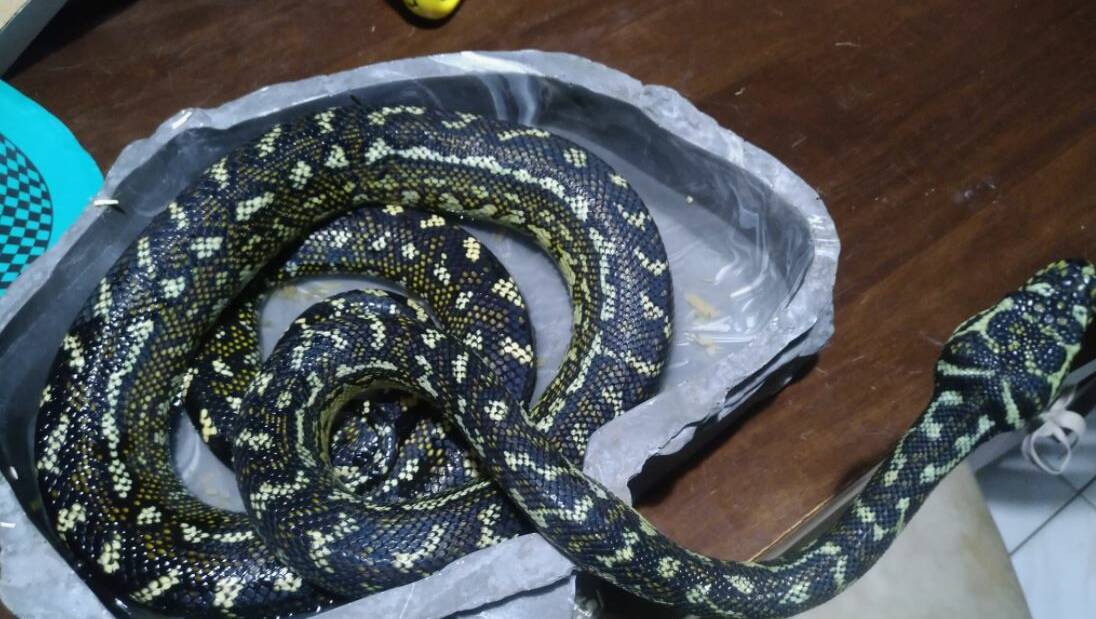 Another python found by the Illawarra Snake Catcher. Picture: Glen Peacock