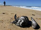 A dead short-tailed shearwater lying on a beach. File picture by Darren Pateman
