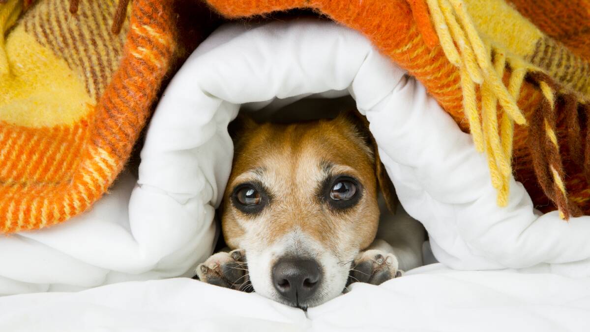 When you find yourself putting on a sweater or sitting in a sunny spot, ask yourself whether your pet could be feeling the cold as well and what you can do to ensure they stay warm and comfortable.