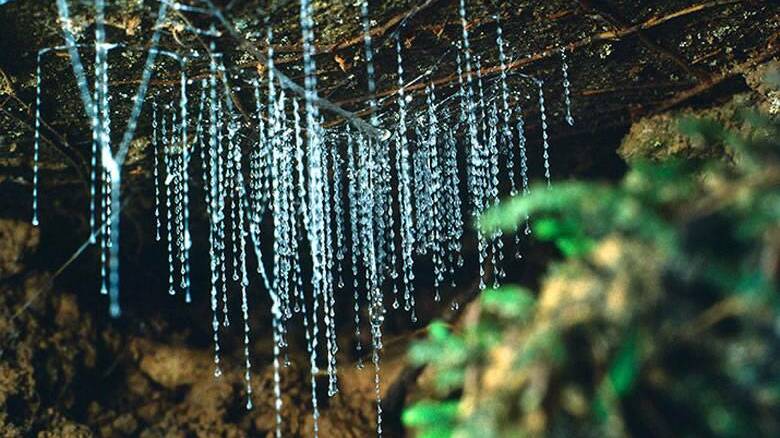 Bundanoons magical glow worms. Picture: Morvern Valley Farm Stay