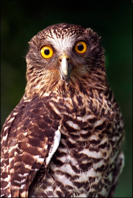 You talkin' to me: The powerful owl will be making its presence felt in this part of NSW - and even if you can't see them, they may be watching you.