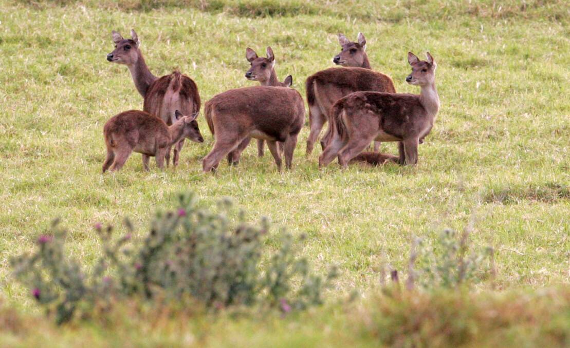 As more and more deer are spotted in suburbia, Councillor Leigh Colacino is looking for government assistance to deal with the problem. Picture: Wayne Venables