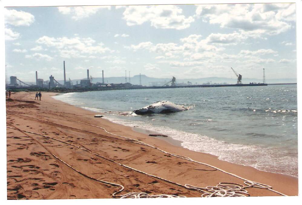 Burial service: The dead whale being brought ashore at Red Beach, Port Kembla, back in 1993, before being buried under the sands.