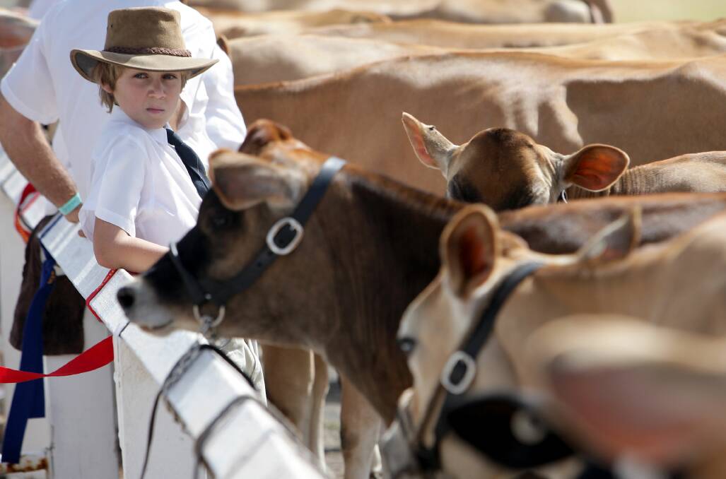 FLASHBACK: Isaac Boulton prepares to show off his Jersey Cow Berryl at the 2009 Kiama Show. Picture: Andy Zakeli