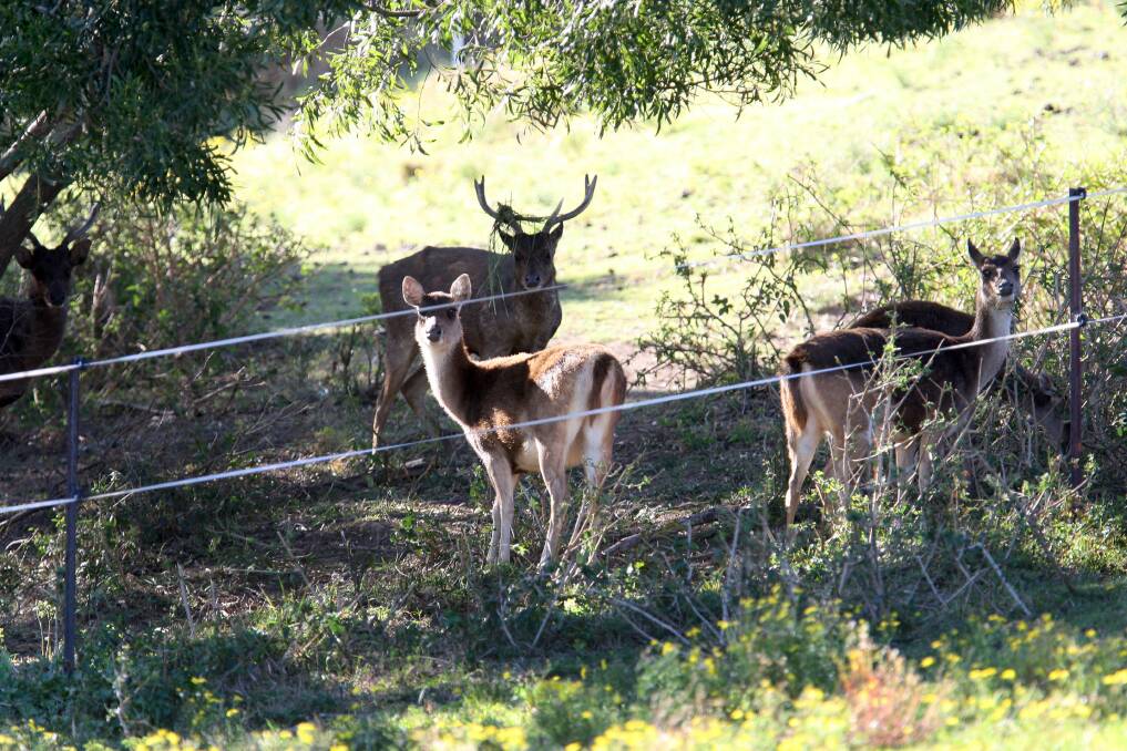 Deer drama: Several deer along O'Briens Road at Figtree - there isn't a lot of love in the Illawarra for the animal most see as a pest. Picture: Sylvia Liber