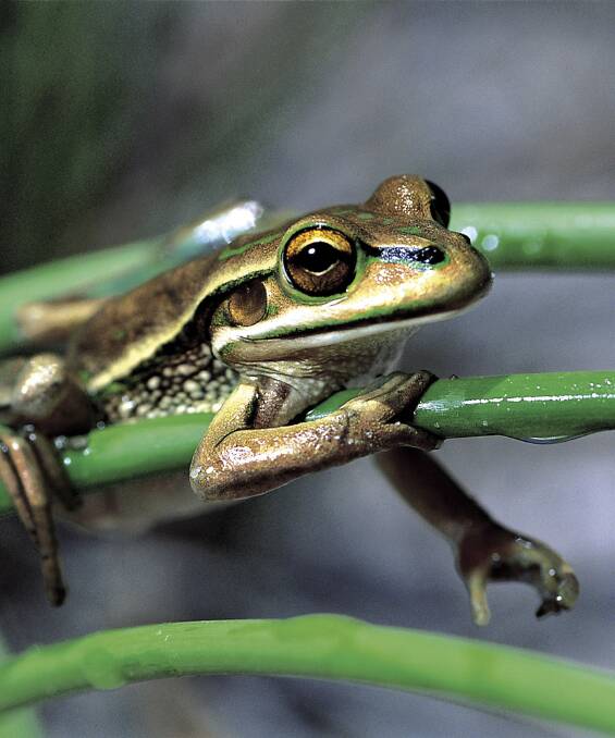 Hard living: The green and golden bell frog is 'a pretty chilled frog, they like to bask in the sun' - and can handle salty, polluted areas.