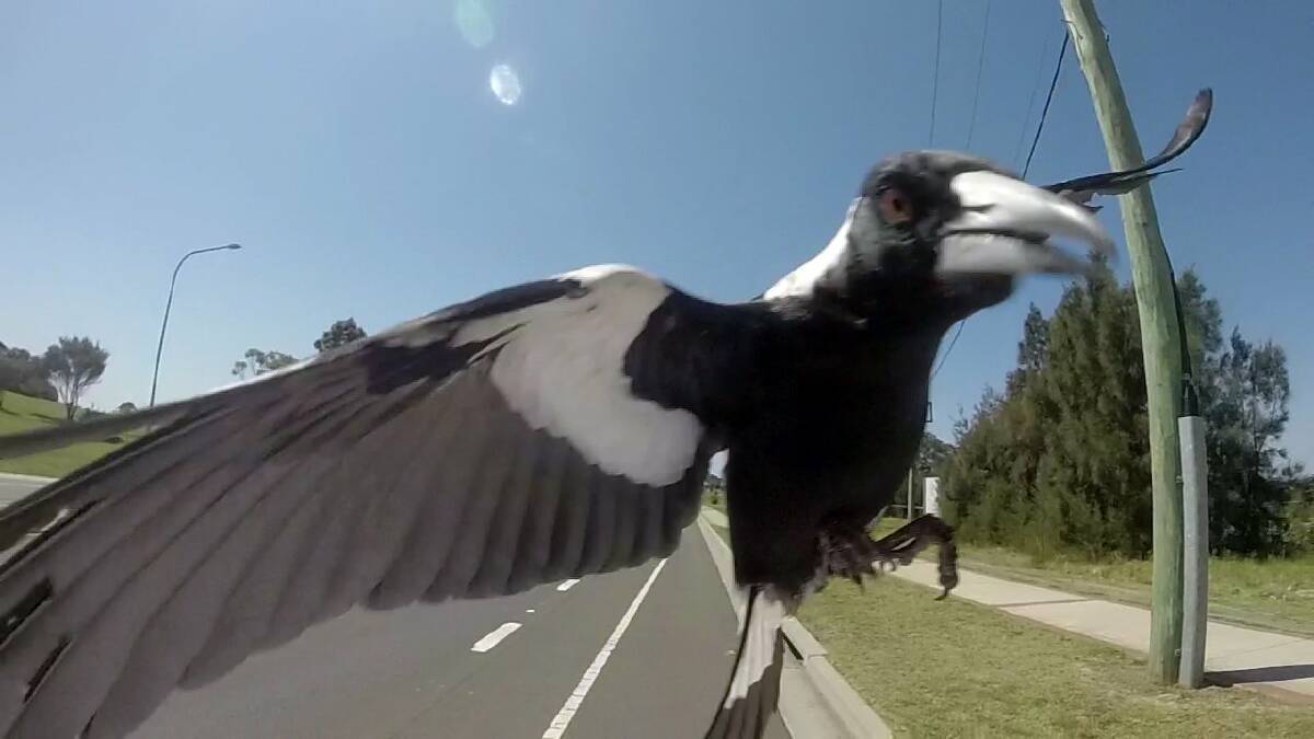 Magpies generally breed between July and November each year.