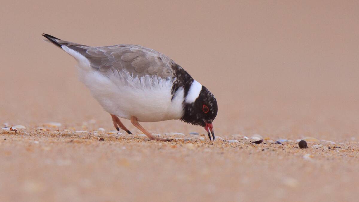 Critical: The distinctive beach-roosting Hooded plover is the worst-off of the endangered species in this region.