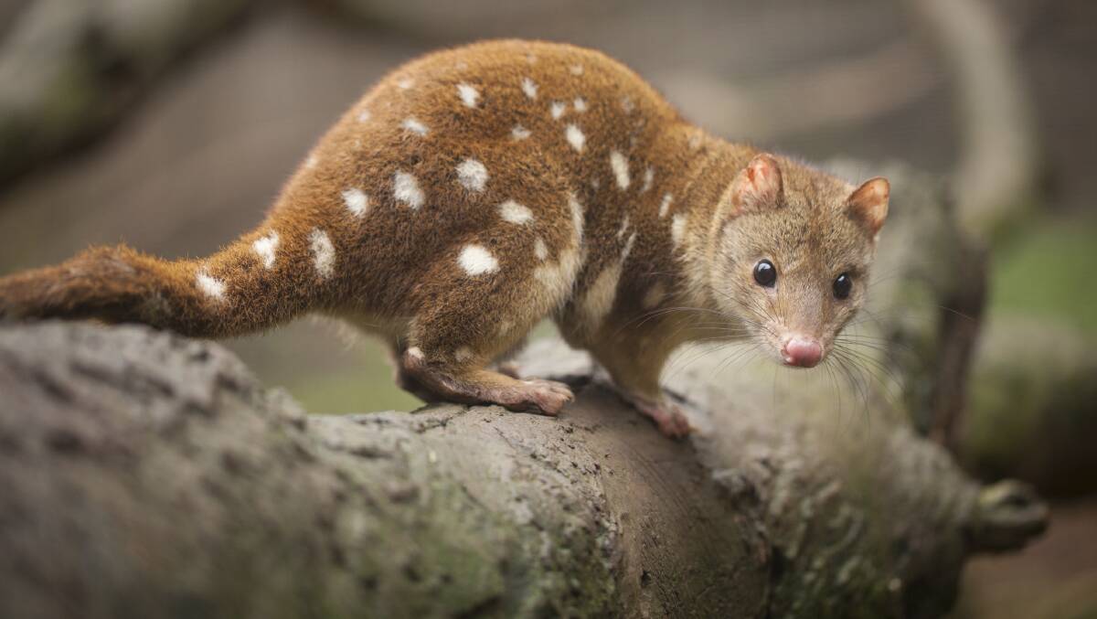 The spotted-tail quoll is most threatened by foxes.
