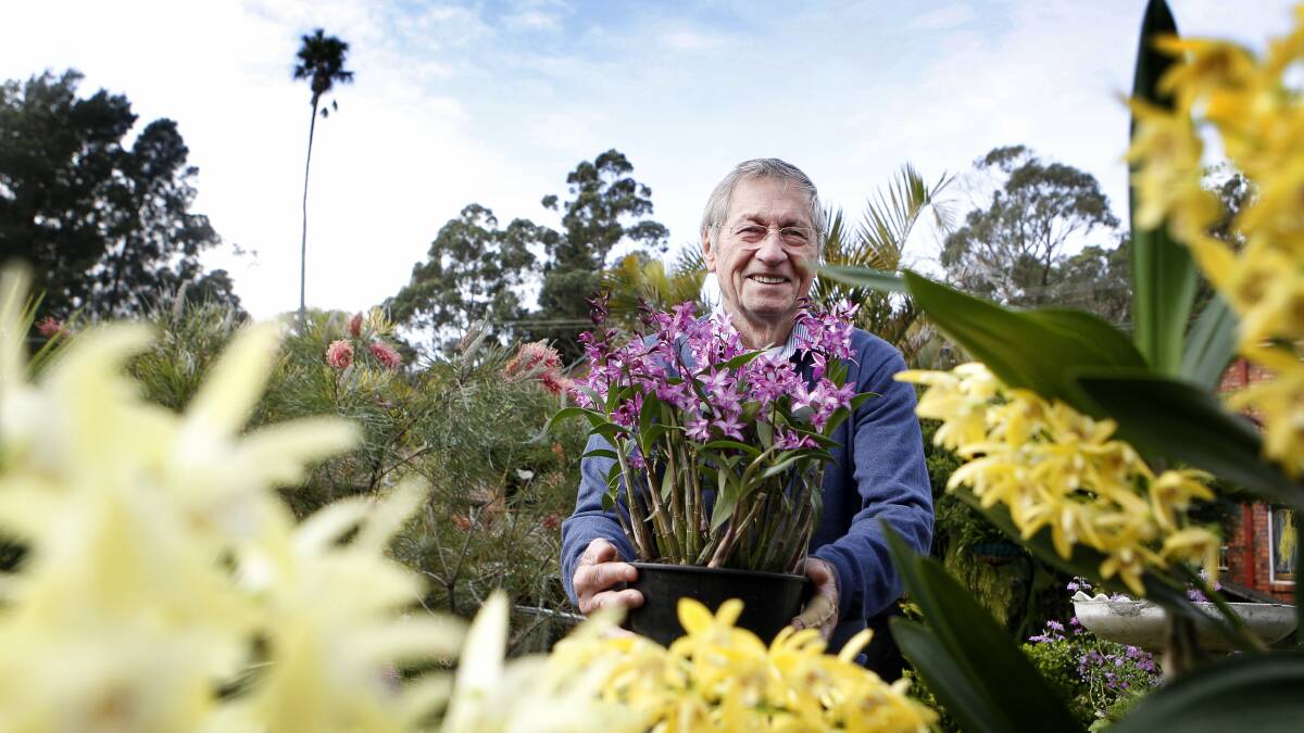 Illawarra Native Orchid Society member Phil Barett. Picture: Sylvia Liber 