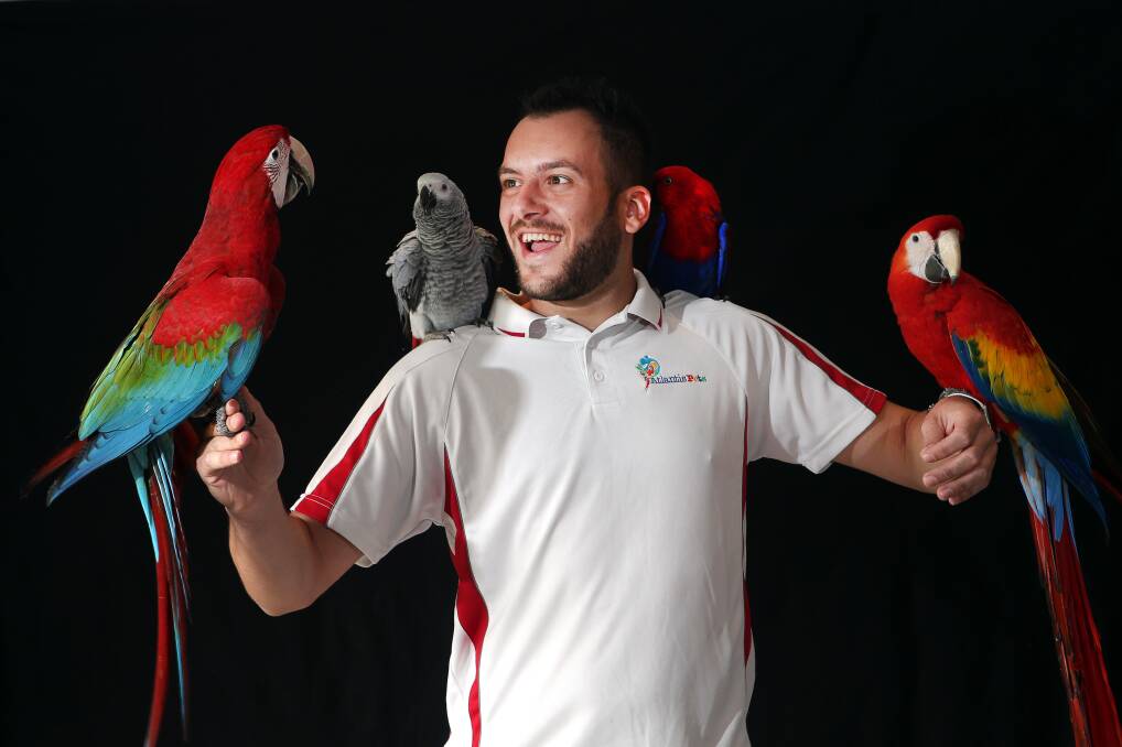 BIRD MAN: Stan Michalopoulos with Beau, Britney, Sooky and Becky. The Illawarra Parrot Club is holding its Illawarra Annual Bird Sale Expo on June 23. Picture: Sylvia Liber.