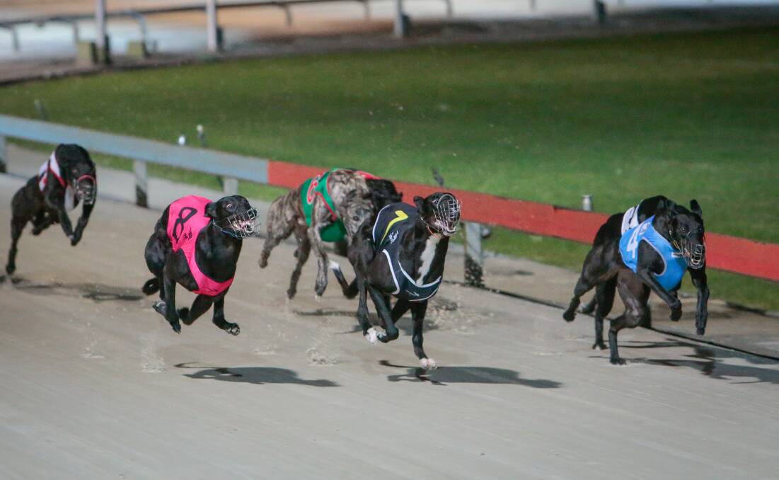 RACE IS ON: The semi finals for the Nowra Puppy Classic are next week.