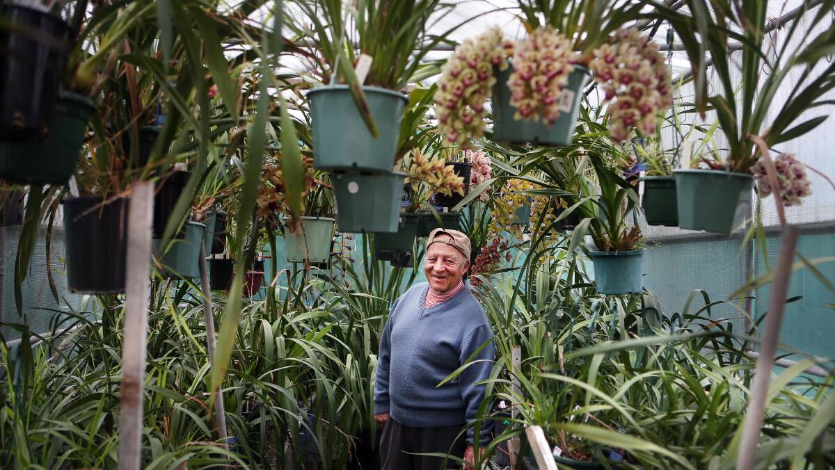 SHOW TIME: Illawarra and District Orchid Society vice-president Peter Frey is ready for the group's 66th winter show. Picture: Sylvia Liber