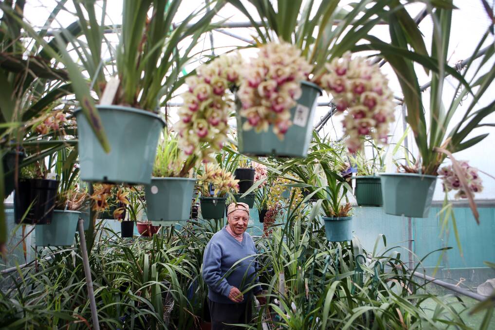 SHOW TIME: Illawarra and District Orchid Society vice-president Peter Frey is ready for the group's 66th winter show. Picture: Sylvia Liber