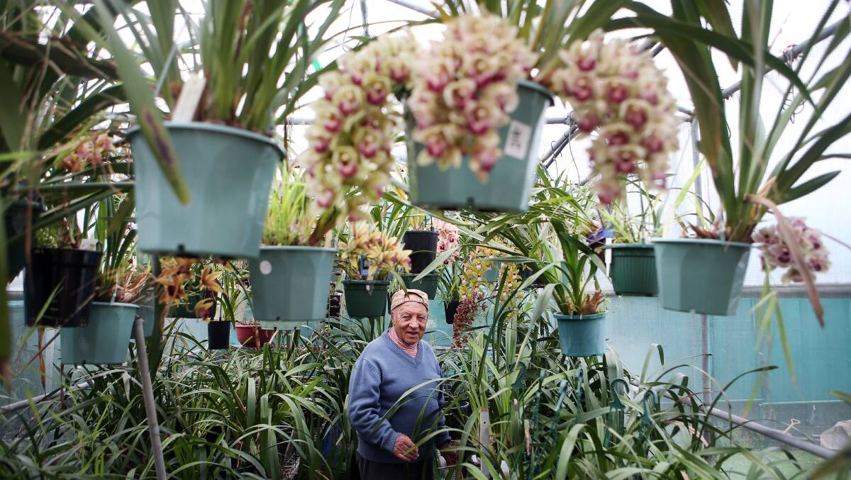 SHOW TIME: Illawarra District Orchid Society vice-president Peter Frey. Picture: Sylvia Liber