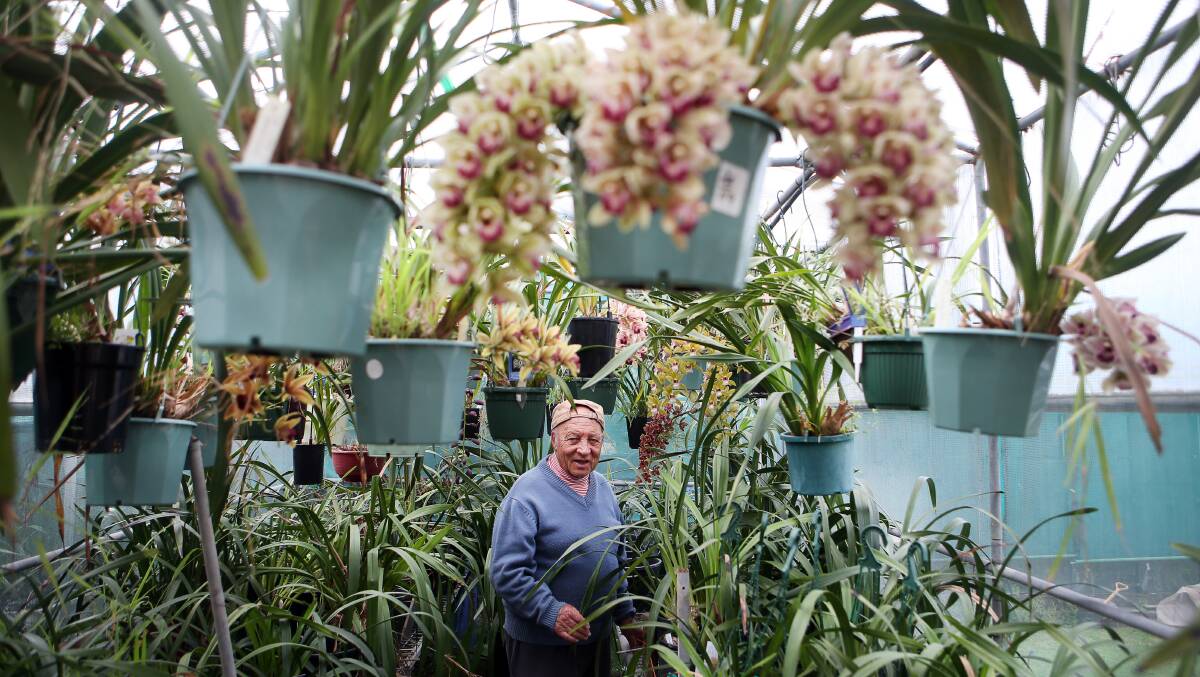 Illawarra District Orchid Society vice-president Peter Frey. Picture: Sylvia Liber