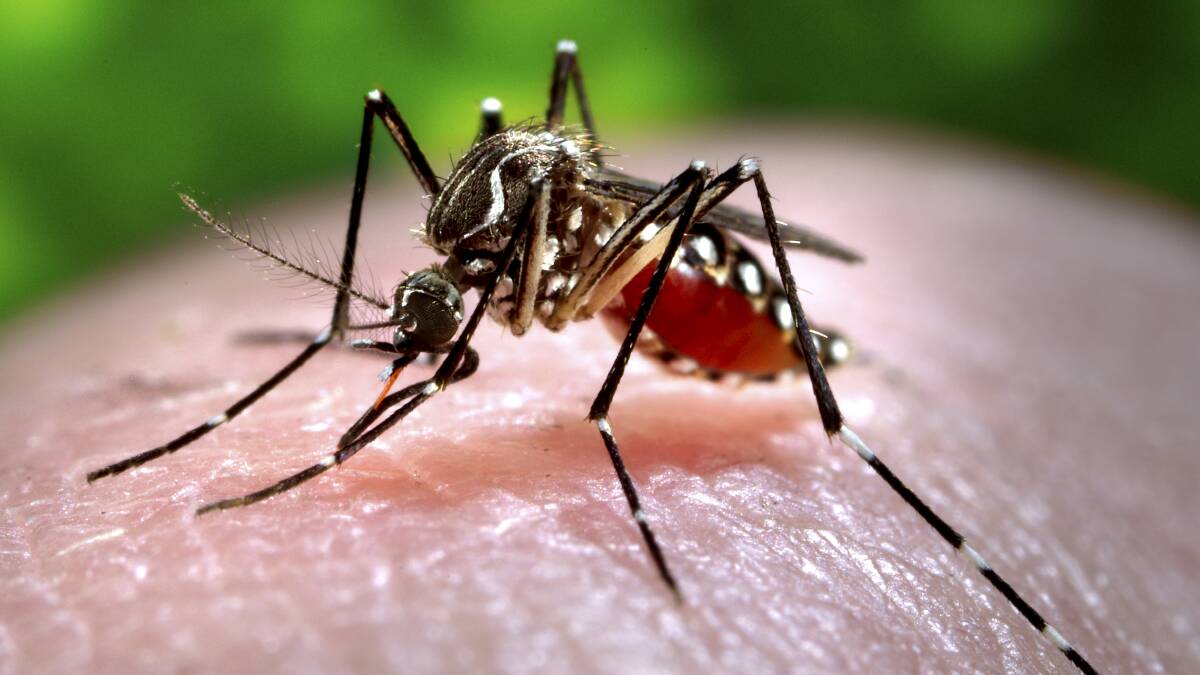 Illawarra dengue fever cases prompt public health warning