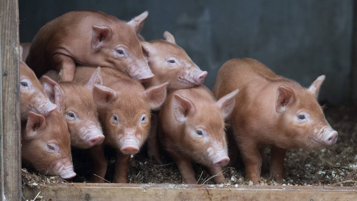 Plant eaters' paradise: These little pigs wish you were a vegan so they wouldn't end up on your brioche bun with coleslaw and thick barbecue sauce after being smoked for 10 hours, low and slow.