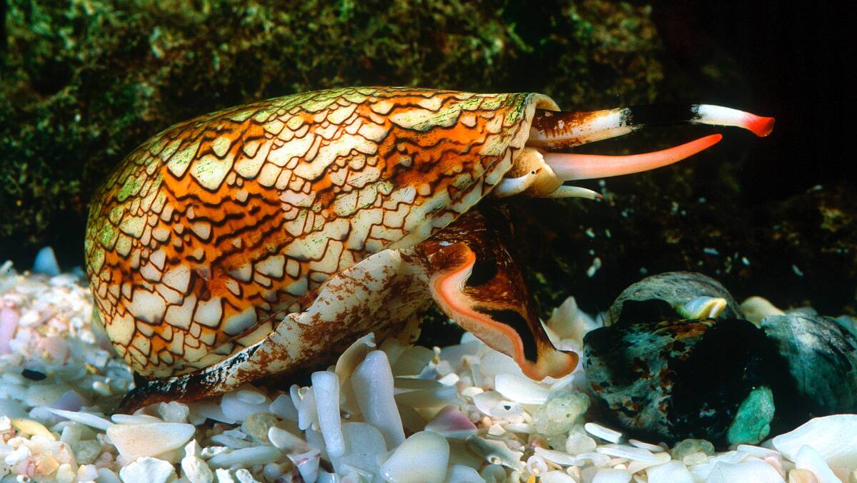 Australian cone snail, Conus textile, with proboscis extended and poised for attack.  