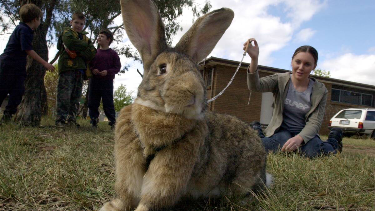 Pet rabbit owners are being asked to take steps ahead of the release of the disease RHDV1 K5.
