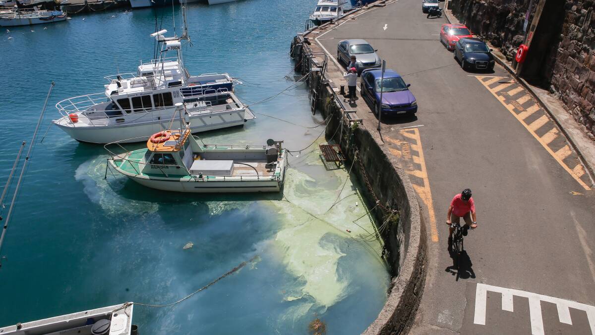 Green slime: The slick in Wollongong harbour in the corner near the Fishermen's Co-op building. Picture: Adam McLean.