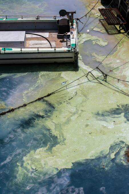 Green slime: The slick in Wollongong harbour in the corner near the Fishermen's Co-op building. Picture: Adam McLean.