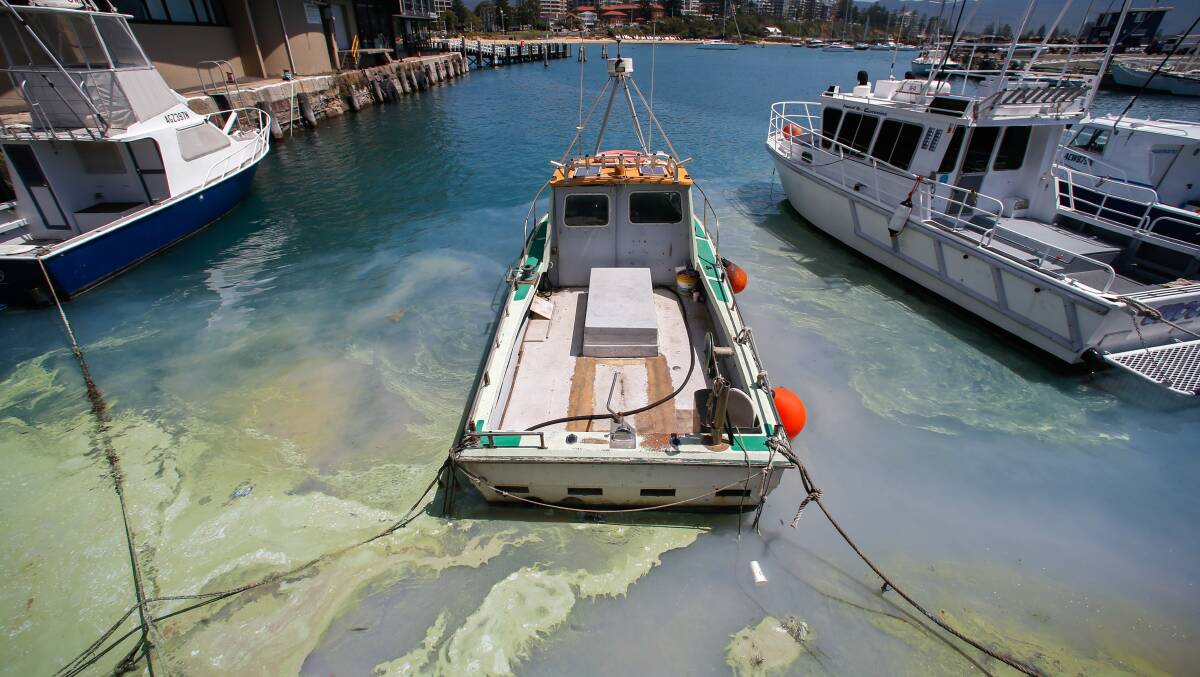 Mystery gunk: The bright green slick which appeared in Wollongong Harbour on Thursday morning is algae. Picture: Adam McLean