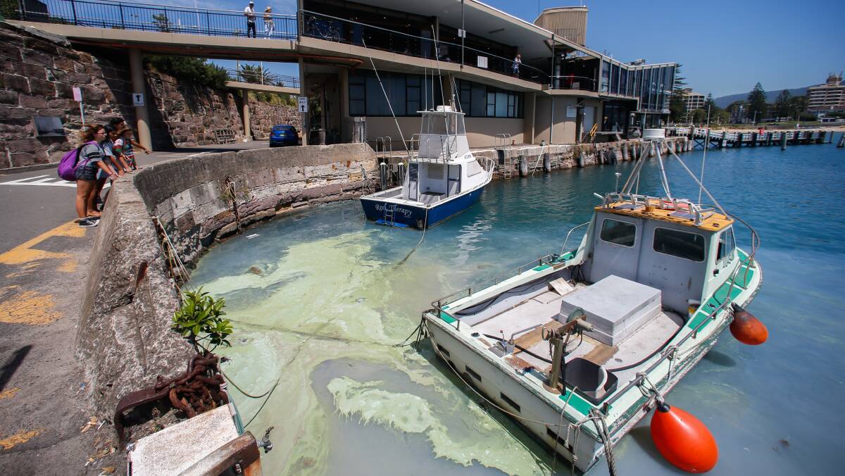 A mess most foul: The bright green slick was lurking in the corner of the harbour while fish floated past, lifeless. Picture: Adam McLean