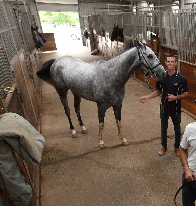 DOUBLE UP: Luke Price with Budderoo Knight at their Kembla Grange stables. Picture: Robert Peet