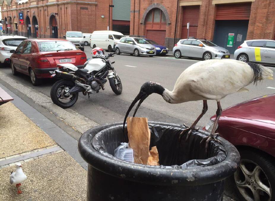 WHY DO THEY CALL US BIN CHICKENS: Well, Ibis, maybe  you should take a look at yourself. Pictured in Sydney.