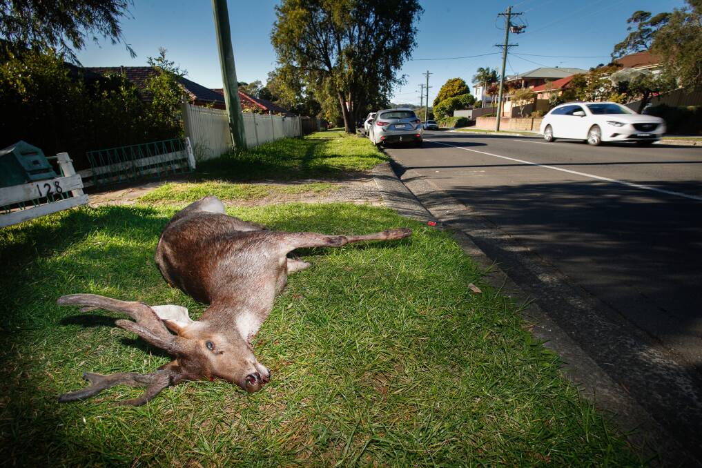 CITY LIVING: This Rusa deer made it most of the way down Mt Keira Rd, to within 500m of Crown St. Picture: Adam McLean.