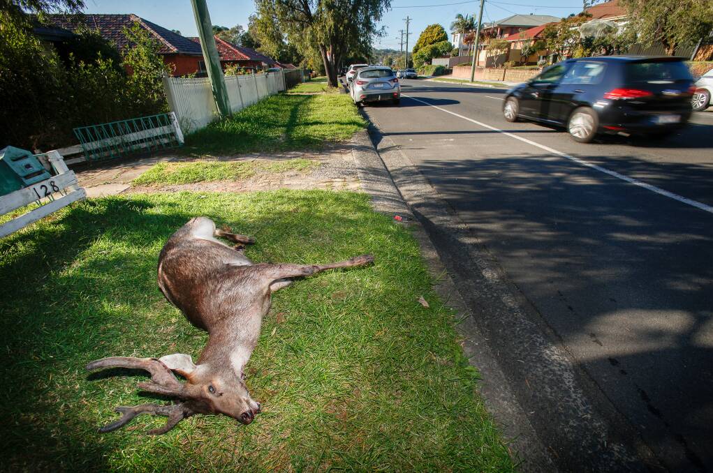 ROADSIDE DANGER: A young male Rusa deer was shot after it was hit by a car on Mt Keira Rd and was unable to move, in May 2017.