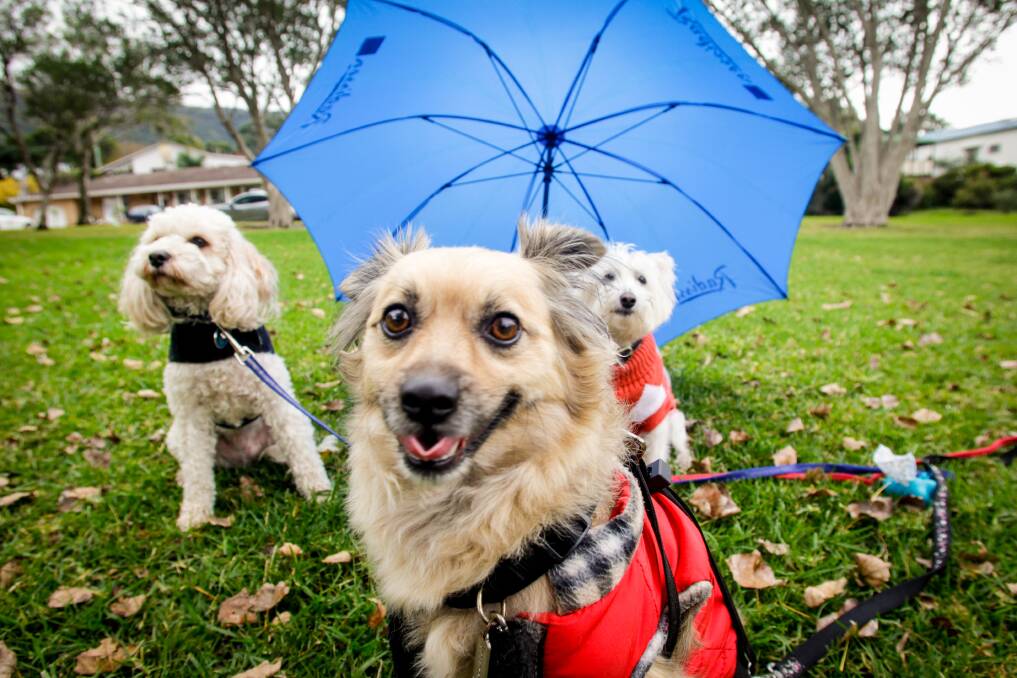 DOG'S LIFE: Benny the cavoodle, Gecko the pembroke welsh corgie and George the west highland terrier-cross don't mind wet weather. They're rugged up and ready for the RSPCA Million Paws Walk, Sunday at Lake Illawarra. Picture: Georgia Matts