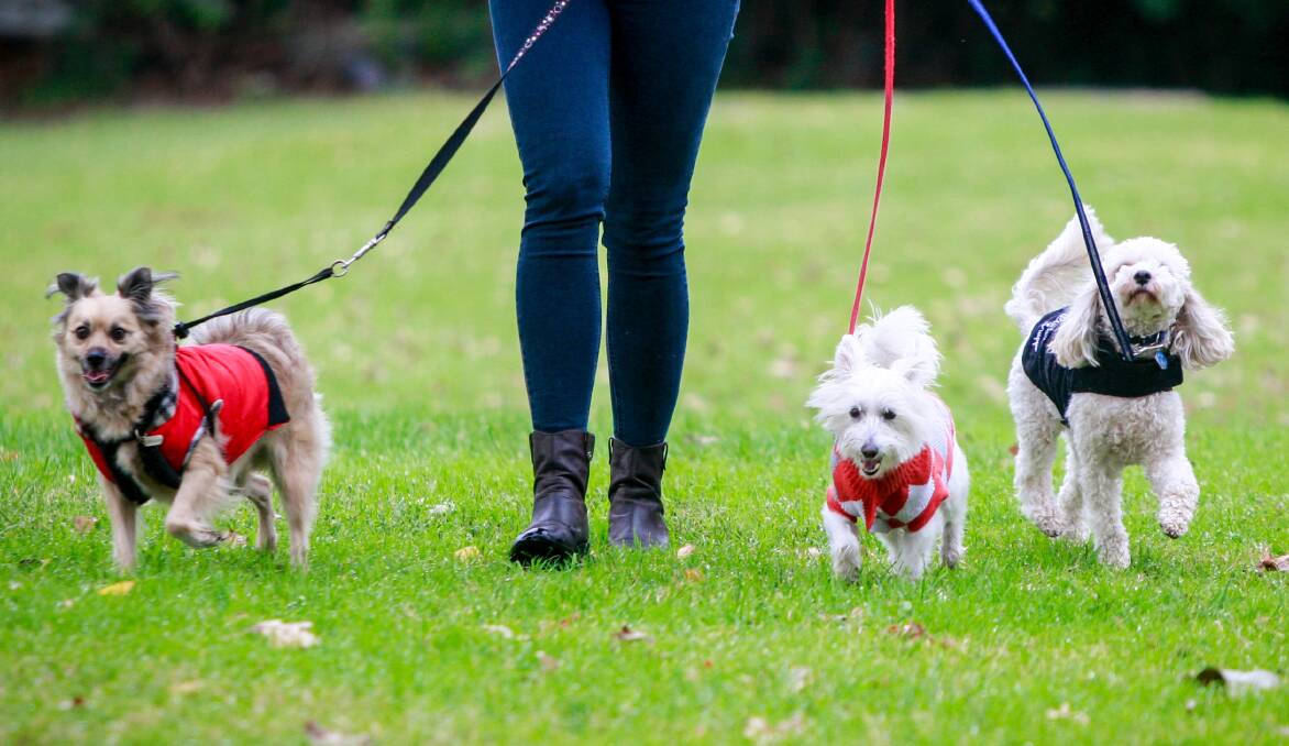 Gecko, George and Benny raring to go to Sunday's  RSPCA Million Paws Walk. Picture: Georgia Matts