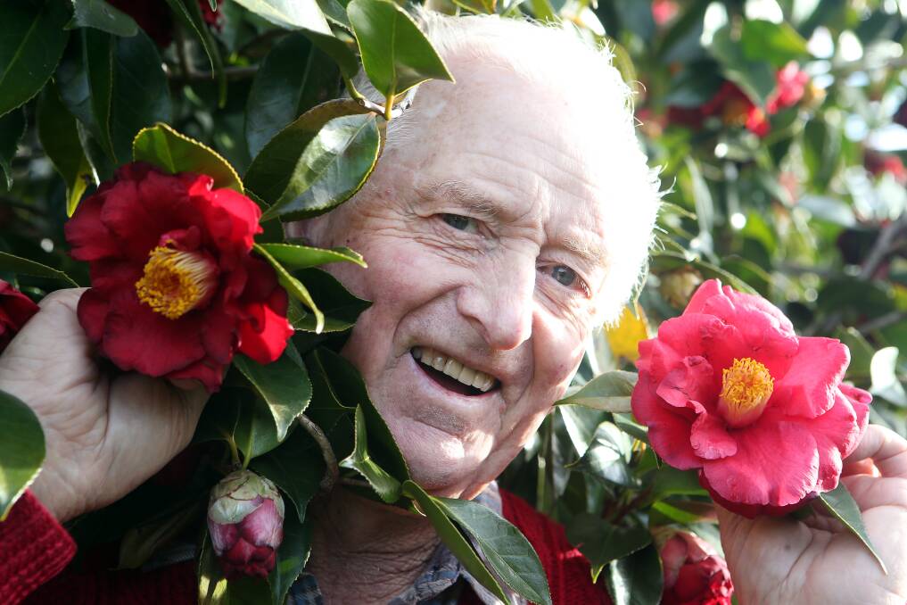 Camellias Illawarra president William Walker showing off some colourful camellias ahead of their annual show on weekend. Picture:Sylvia Liber
