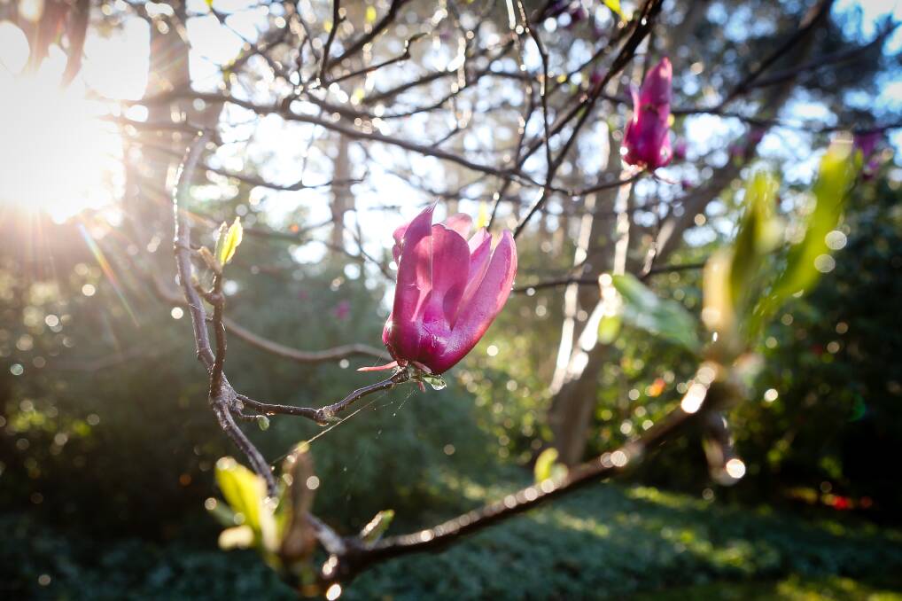 Sprung: Wollongong's Botanic Garden is in bloom with these magnolias shining in the spring-like sun. Picture: Adam McLean