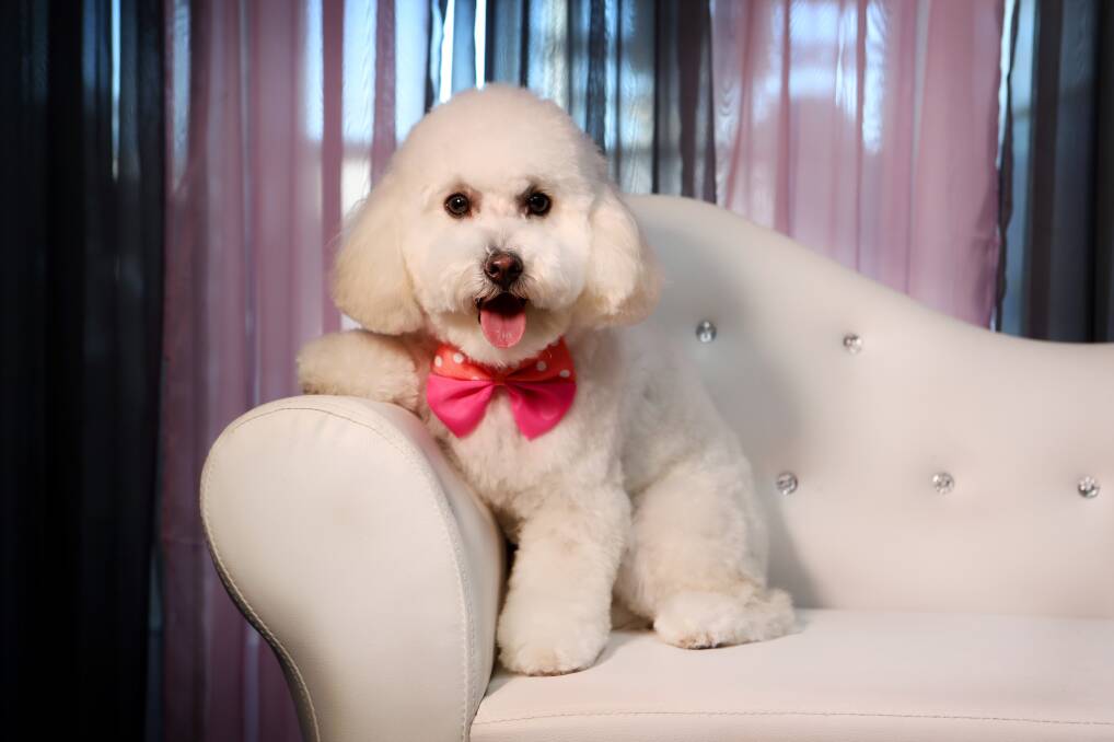 Eight-month-old moodle (a toy poodle cross maltese) Gidget looks very sharp after her weekly pamper at the salon. Picture: Sylvia Liber
